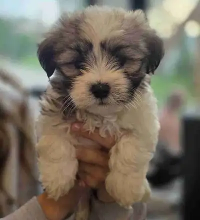 MALSHI PUPPIES (2 MALES LEFT), View more