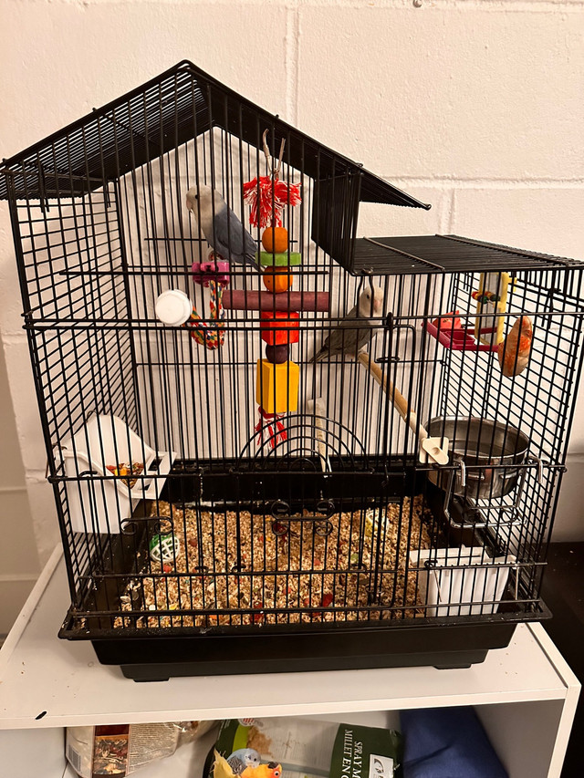 Oiseaux inséparables avec leur cage C$ 150  dans Services pour animaux  à Ville de Québec - Image 3