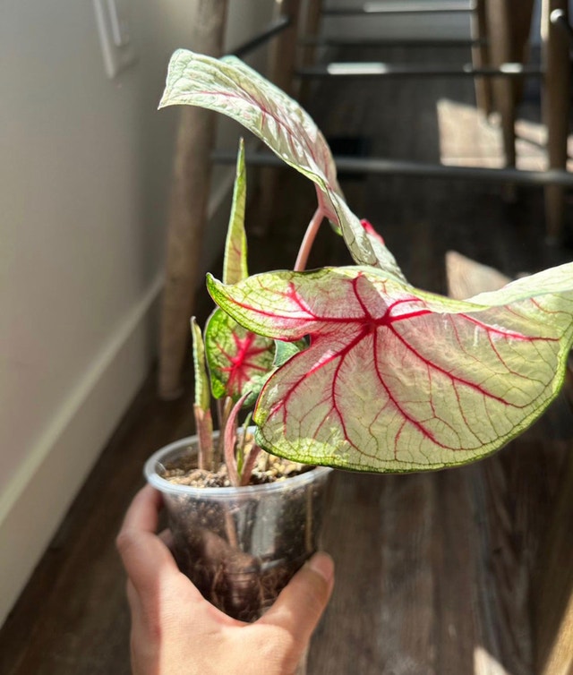 Plant Caladium Plants, Fertilizer & Soil Edmonton Kijiji