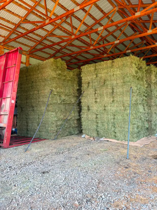 Small Square Horse Hay Bales in Livestock in Calgary - Image 2