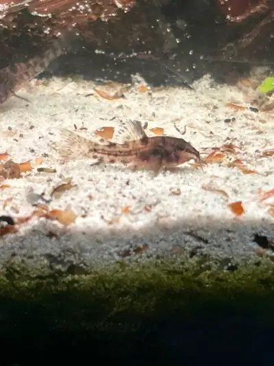 Pepper Corydoras, View more