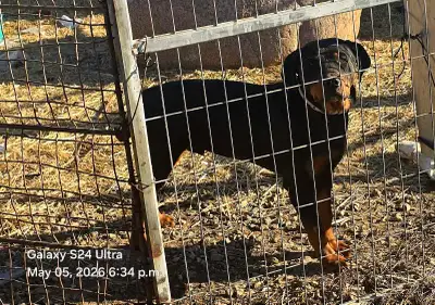 Rottweiler male puppy, View more