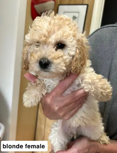 Hyper allergenic toy poodle puppies ready for their forever homes. Come with first set of shots, vet...