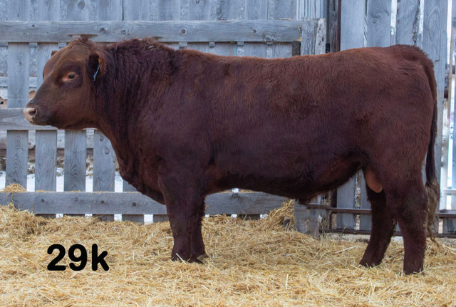 2yr old Red Angus Yearling Bulls in Livestock in Saskatoon - Image 2