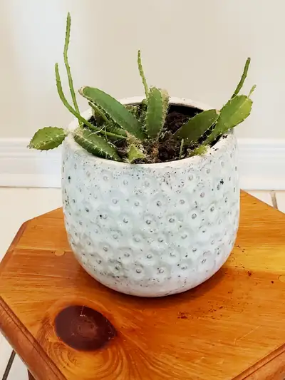 Christmas Cactus with Blue Planter, View more