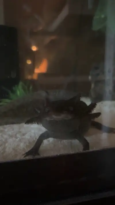 Adult axolotl Eats worms Not sure on gender