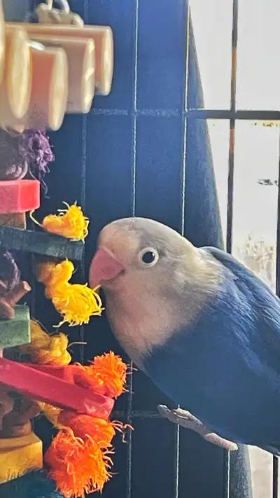 MALE LOVEBIRD NEEDED, View more