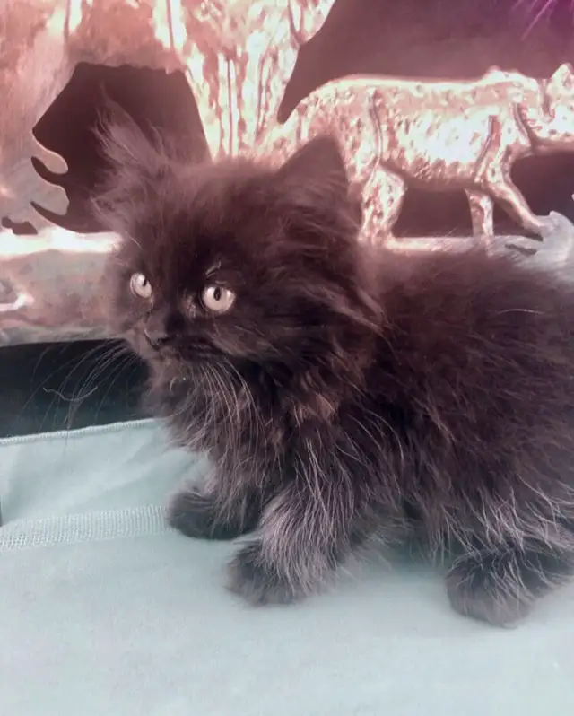 Purebred Maine Coon Snugglebug for Sale