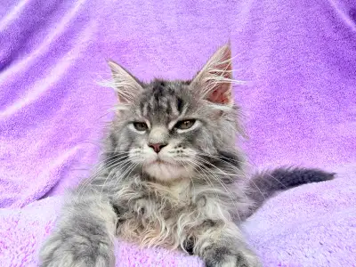 Polydactyl Maine coon male kitten, View more