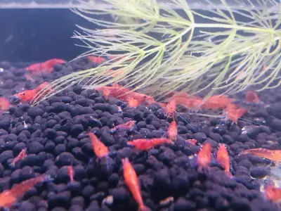 Crevettes cerises rouges red cherry shrimps aquarium, View more