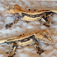 Male crested geckos 