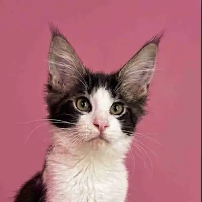 Wild Looking Purebred Maine Coon Kitten, View more