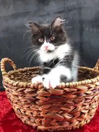 Reduced: Tuxedo Maine Coon Kitten