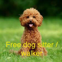 Free dog sitter / walker