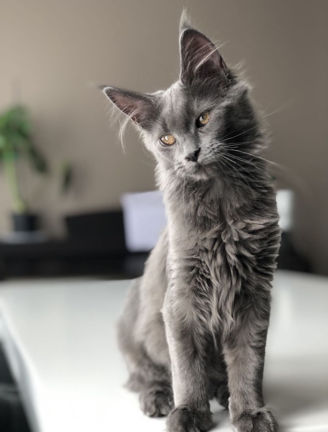 Maine Coon kittens two boys and Blue girl for adoption. Cats & Kittens for Rehoming Calgary