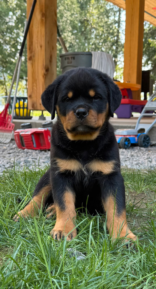 Chiot Rottweiler Pure Race dans Chiens et chiots à adopter  à Val-d'Or - Image 3