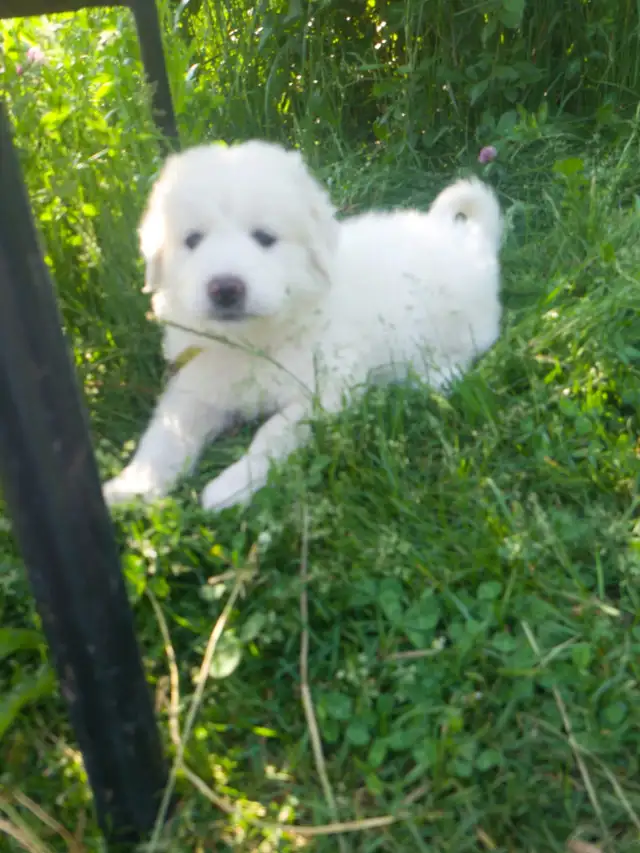Purebred all white Great Pyrenees puppies in Dogs & Puppies for Rehoming in Ottawa - Image 4