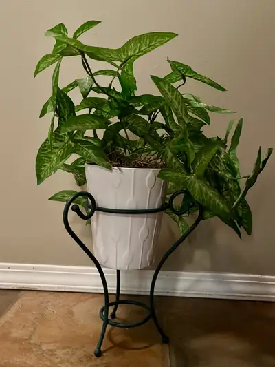 Plant with Stand, View more