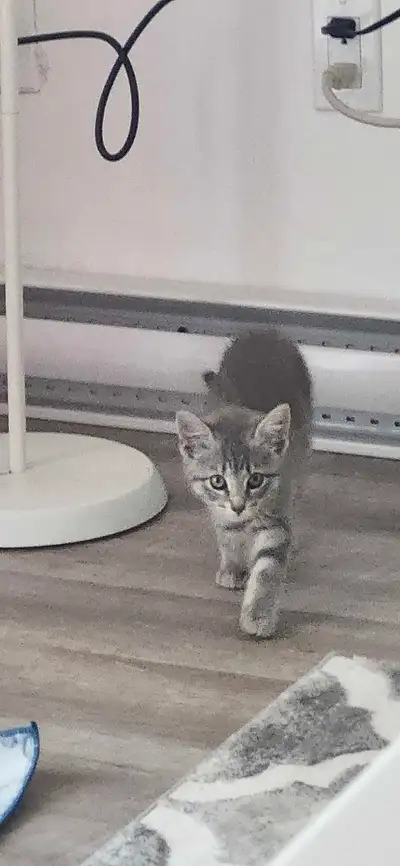 Salut, j'ai un chat 2 mois à vendre (Female). Il est très aimable, il joue et il connait sa litière....