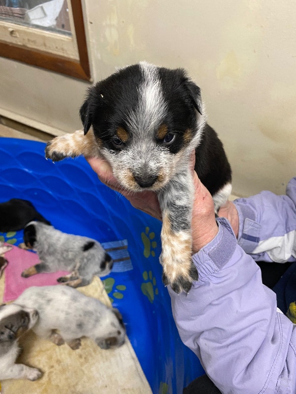 Blue heeler pups for sale Dogs & Puppies for Rehoming Brantford