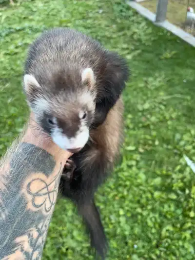 2 female ferrets. 300 each or 550 for both. OBO 3 months old. Not ultered Friendly and playful. Pick...
