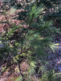 White pine trees 