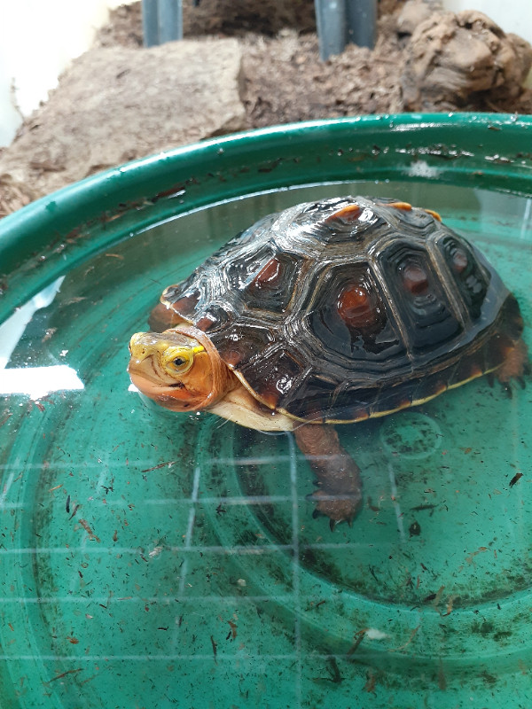 CBC 2021 chinese box turtle available dans Reptiles et amphibiens à adopter  à Ouest de l’Île - Image 2