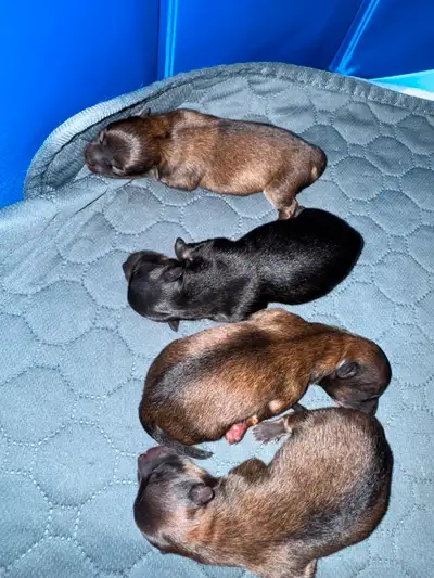 Pure bred Pomeranian Puppies for sale, View more