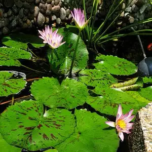 nymphyae lotis- aquatic plants bulbs for sales (10 bulbs $100)62864746226562121