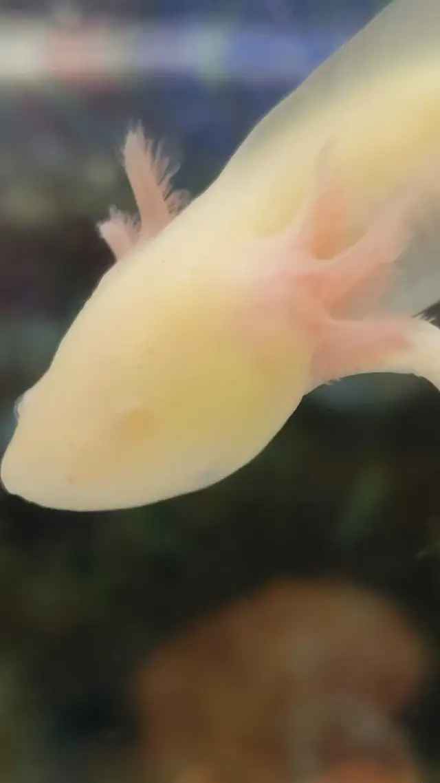 baby axolotls in Reptiles & Amphibians for Rehoming in Kawartha Lakes - Image 4