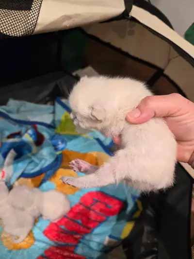 chaton highland lynx avec 1 ou 2 genes, View more