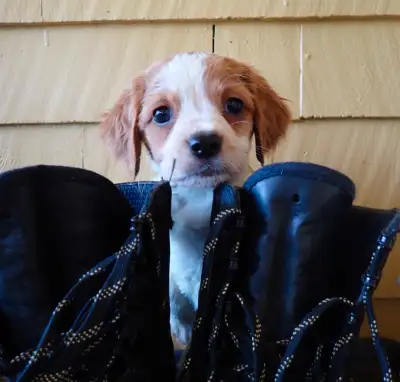 French Brittany Spaniels/Épagneul Breton are a good fit for those seeking an all-purpose hunting par...