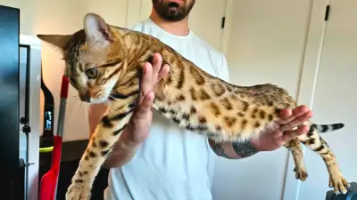 Beautiful female bengal cat (adult, 1 1/2 year old) for rehoming