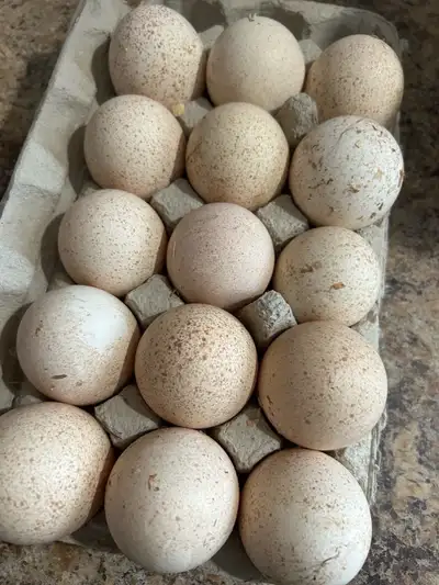 Ridley Bronze Hatching Eggs , View more