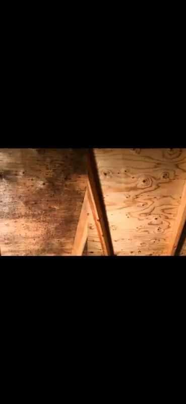 DMR Mold Removal62865710072449121