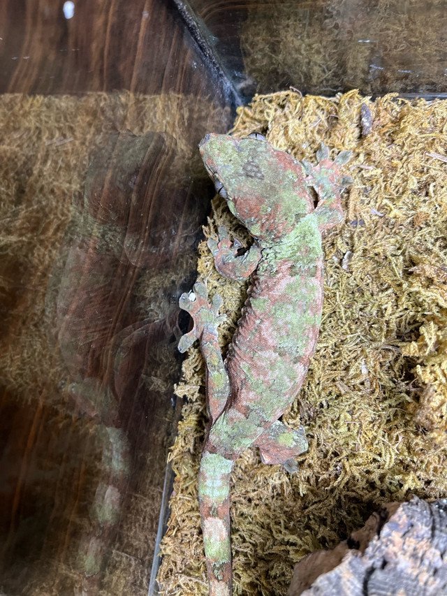 GECKOS !!  in Reptiles & Amphibians for Rehoming in Bridgewater - Image 4