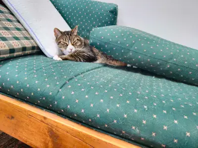 chat dégriffé mâle 8 ans à adopter. , View more