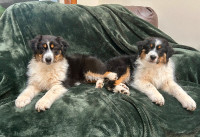 CKC Australian Shepherd puppies available (1 male, 1 female)