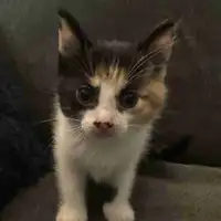 Calico kitten
