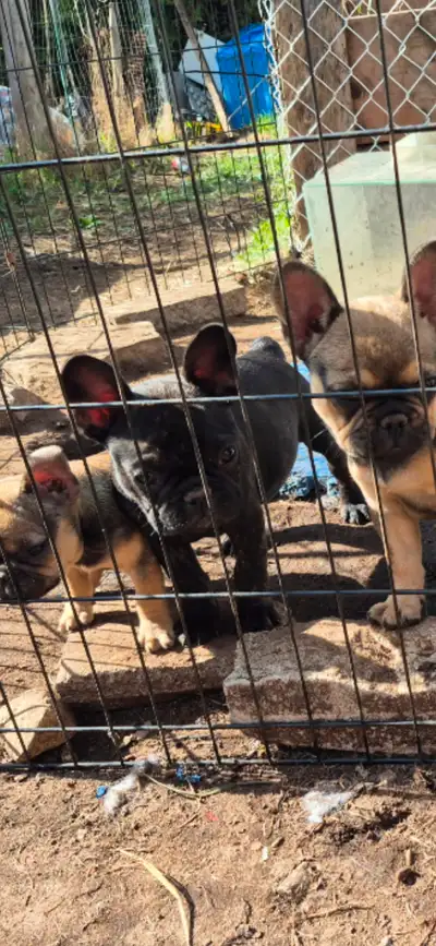 Bonjour, nous avons un beau bouledogue francais noir bringe pure race qui doit se trouver une famill...