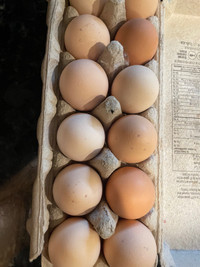 Barred Rock pure  and BYM hatching eggs
