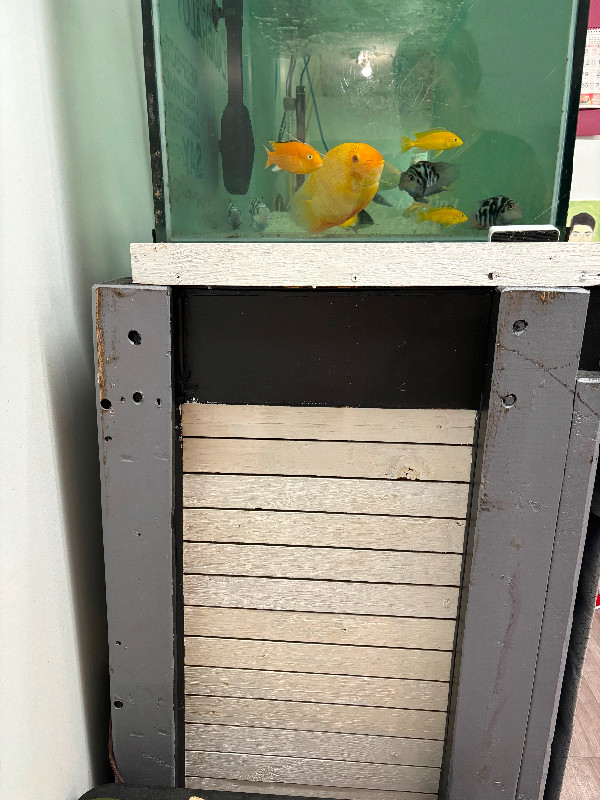 Fish tank, stand, fishes, fx6 filter in Fish for Rehoming in Delta/Surrey/Langley - Image 2