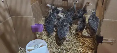 Ridley Bronze Turkey Poults 1 month olds $25, 3 month olds $35. more ab=vailable as they hatch Altho...
