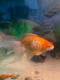Fancy goldfish, large.