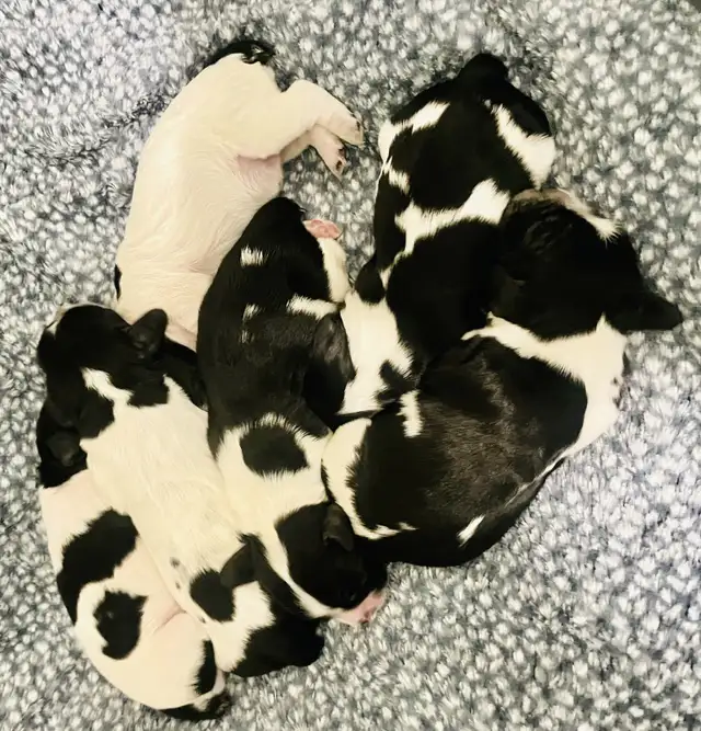 Sprocker puppies in Dogs & Puppies for Rehoming in Moose Jaw - Image 2