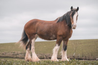 Looking for a Draft Horse