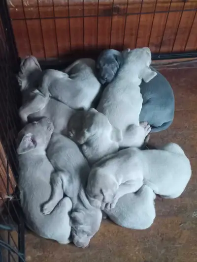 Weimaraner Puppies, View more