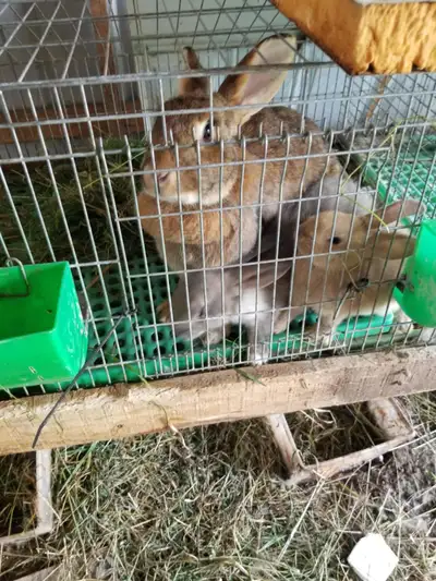 Flemish rabbits for sale, View more