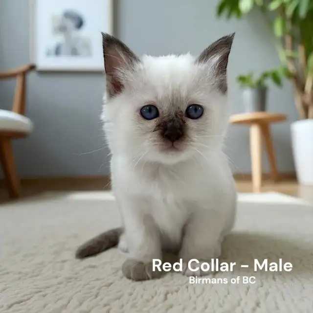 Purebred Birman Kittens
