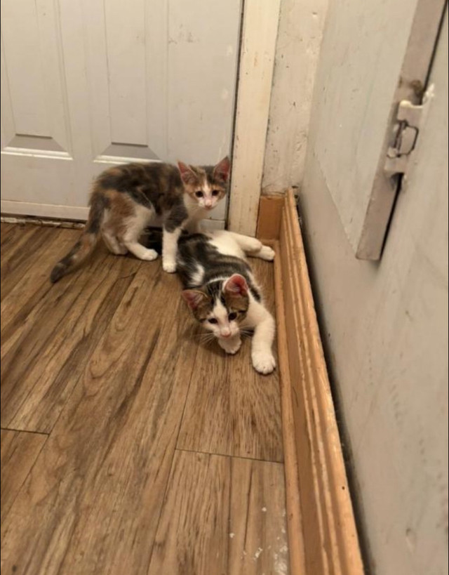 chaton mixte Maine coon dans Chats et chatons à adopter  à Laval/Rive Nord - Image 4